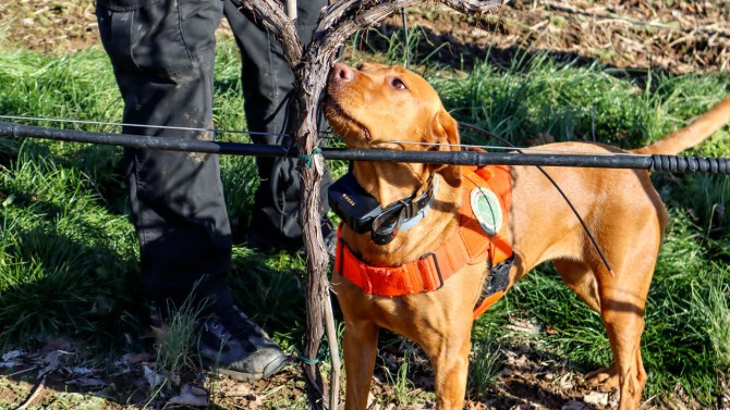 A dog sniffs out spotted lanternflies.