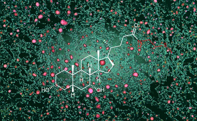 Lipid accumulation in a murine model of fatty liver disease, visualized by color-enhanced lipid droplets (pink) in liver tissue (green). Superimposed chemical structure of a newly discovered bile acid conjugate.