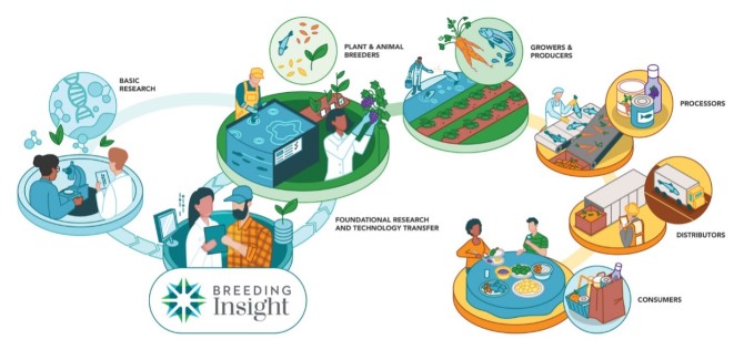 infographic showing plant breeding cycle