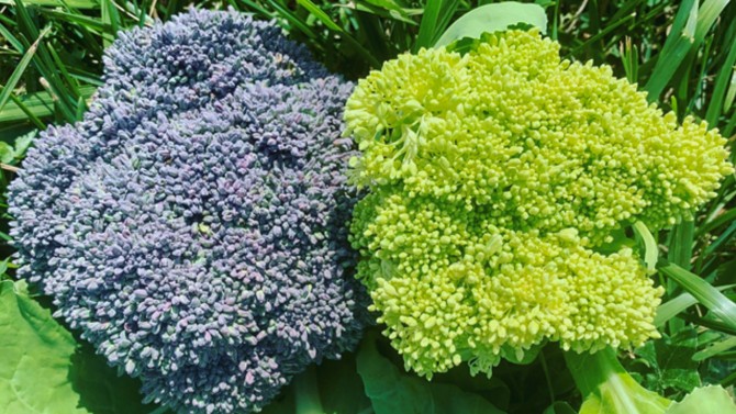 A golden broccoli variety (right) that's sweeter and more tender is in development by Phillip Griffiths, associate professor in the School of Integrative Plant Science in the College of Agriculture and Life Sciences and at Cornell AgriTech. 