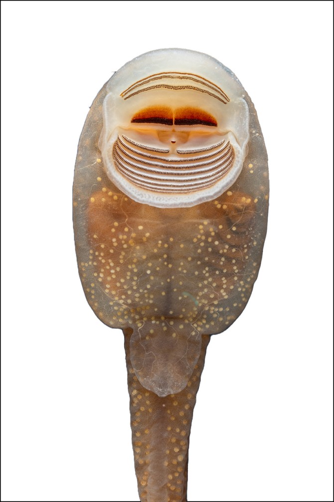 The Pacific tailed frog tadpole is lungless and sucker mouthed and is found in the Pacific Northwest in clear, cold mountain streams where they cling to rocks.