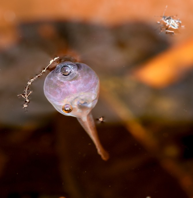 The cinnamon frog’s tadpoles live in small tree holes in the Bornean rainforest, where they rely on lungs for oxygen.