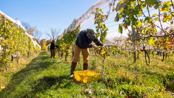 E&J Gallo Winery has recruited hundreds of Cornell students to intern and work at the company - here students from the College of Agriculture and Life Sciences harvest grapes at the Cornell Orchards in Lansing, New York.