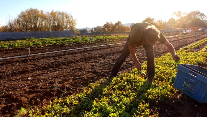Harvesting mixed salad greens, a small-scale farmer in California described in interviews a cooperative model of equipment sharing that brought him closer to neighboring farmers.