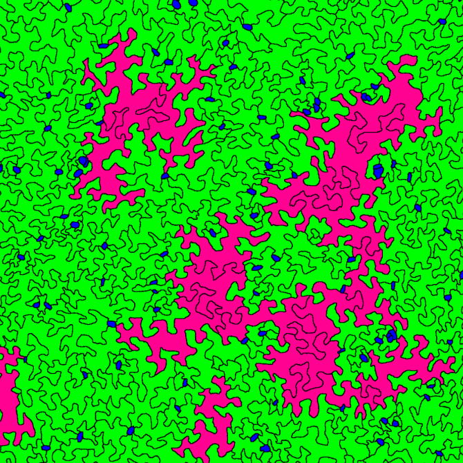 Giant pavement cells (in pink) clustered and surrounded by smaller plant cells (in green and blue).