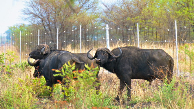 Wild buffalo, natural carriers of foot and mouth disease, can spread the virus when they interact with cattle.