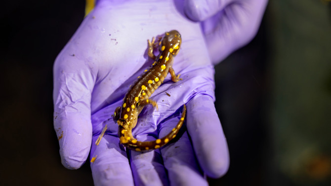 Graduate student Stephen Bredin, president of Tompkins County Amphibian Patrol (TCAMP), holds a spotted salamander he found during a patrol in early March. It can take a migrating salamander 10-15 minutes to cross a road. 
