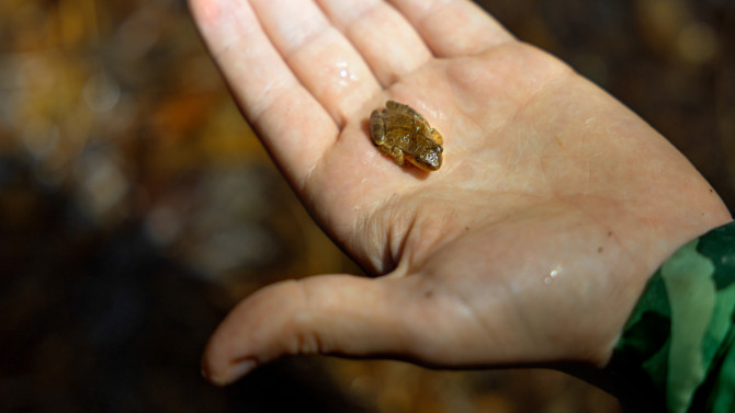 A spring peeper gets a lift across Sapsucker Woods Road. TCAMP volunteers look for several species of frogs and salamanders during patrols, including the spotted salamander, Jefferson/blue-spotted salamander, wood frogs and green frogs, and the less common four-toed salamander.