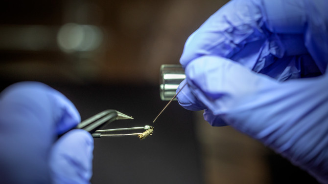 The electroantennogram is used on an insect.