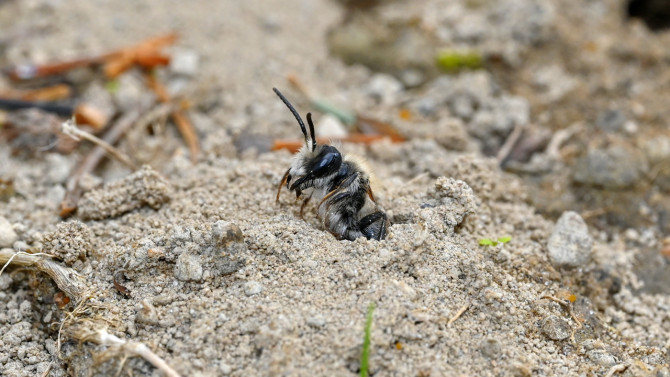 A regular mining bee emerges from a hole in sandy soil