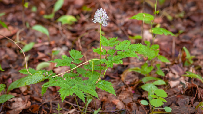 Pink baneberry plant grows on the forest floor
