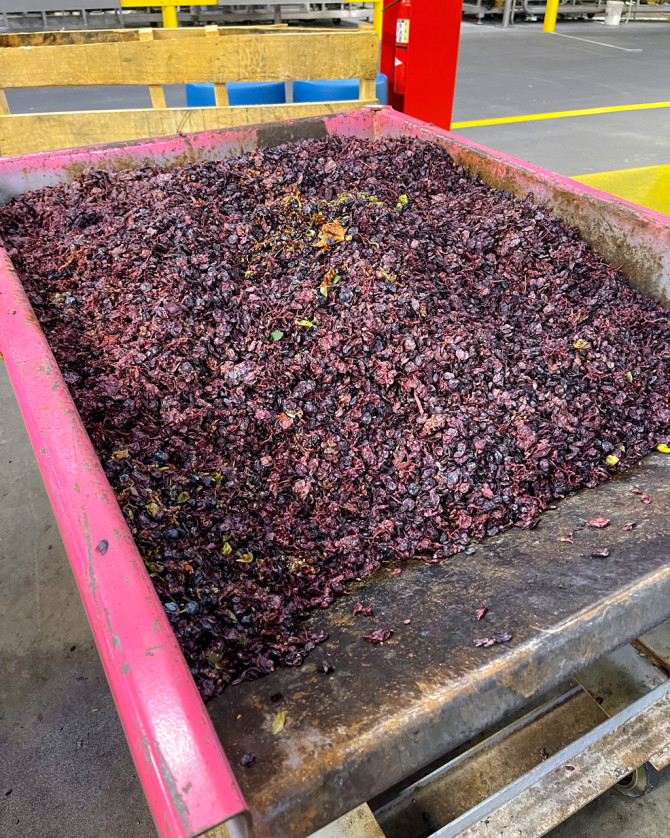 Wines leftovers could help wean chicken farms off antibiotics