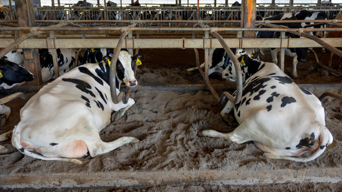 With the energy generated, the biodigester will help dry sand from the cows' bedding for reuse.