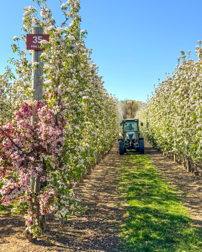 Harbes Farm applying sprayable crop treatments to their apple trees with the orchards in full spring bloom.