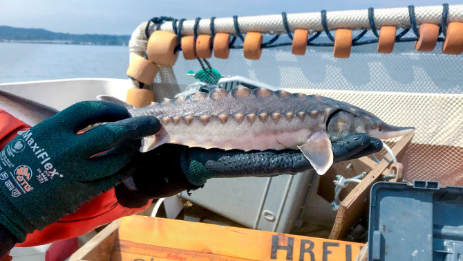 A baby sturgeon from the Hudson River, captured for research under National Marine Fisheries Service Research Permit #20340.