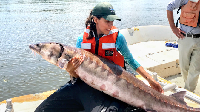 Maija Niemistö, science educator with the New York State Water Resources Institute, cradles an Atlantic sturgeon caught for tagging in the Hudson River, under National Marine Fisheries Service Research Permit #20340.