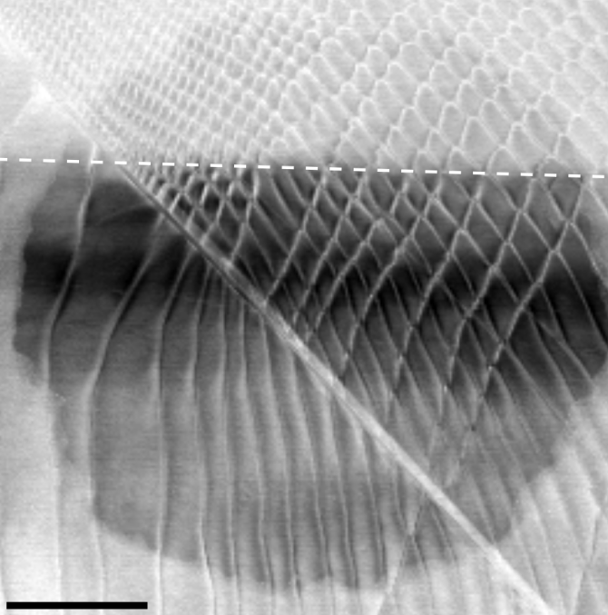 Microscopy of molybdenum disulfide