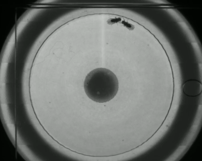 Researchers in the Yapici Lab found that the aggression of socially isolated fruit flies was significantly reduced after the flies consumed the psychedelic 2,5-dimethoxy-4-iodoamphetamine – commonly known as DOI.