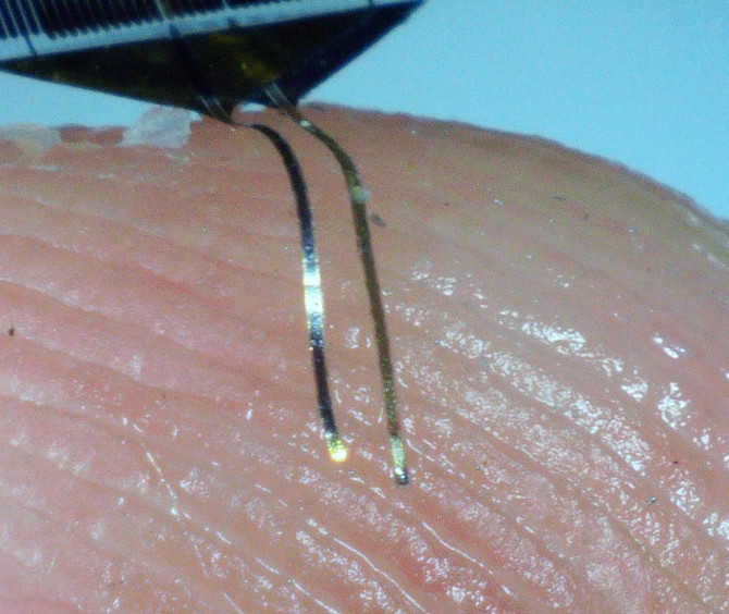 Researchers designed and fabricated minimally invasive electrodes – pictured here on a human thumb, for scale – that can stick to the brain and record the same several hundred neurons for up to a year.
