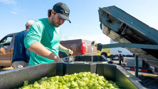 Technician Brian Nardone picks out any stems or leaves of picked hop cones before they are dried and baled for brewing trials.
