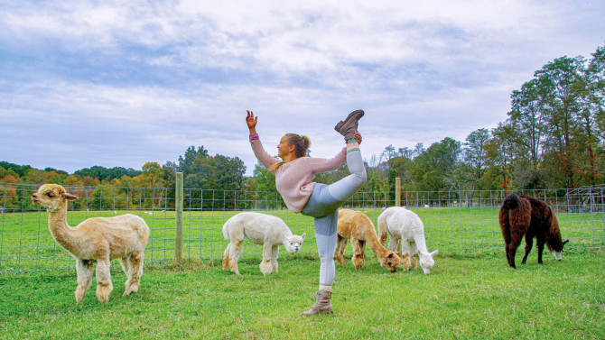 In addition to hikes, Clover Brooke Farm offers llama and alpaca yoga, soap and loofah making, crafts, farm tours and more.