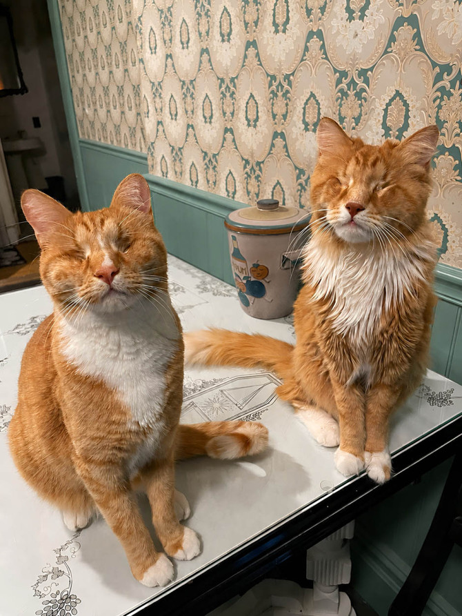 Feline siblings Gary, left, and Shaggy are the first domestic cats to be documented with molecular characterization of Marfan syndrome.