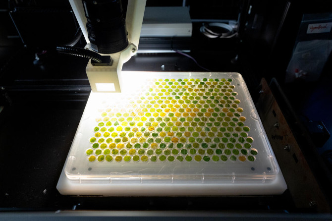 A panel of grape leaf samples is put under the microscope of the HyperBird spectroscopy machine.