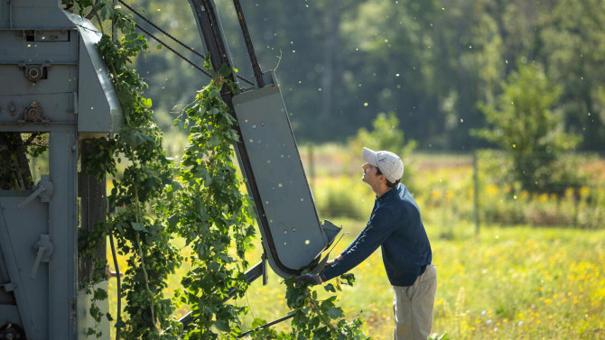 Technician Ben Aliperti loads a string of hop vines into the hop harvester to pick off the cones at Cornell AgriTech.