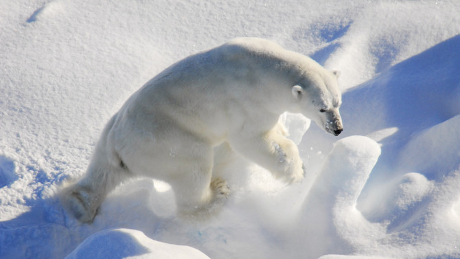 Polar Bear on East Greenland Pack Ice.