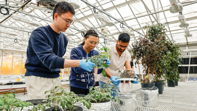 CROPPS trainees Yanlei Zhai, Tian Gong and Sathwik Manjunath transplant RedAlert plants.