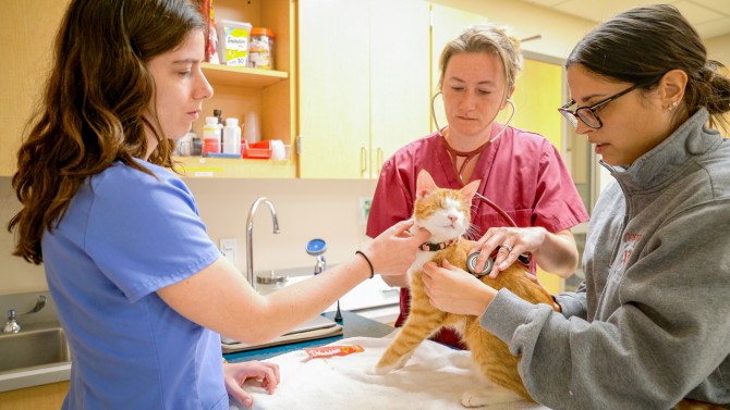 Casey Cazer (center), assistant professor of clinical sciences in the College of Veterinary Medicine, examines a blind cat with two students.