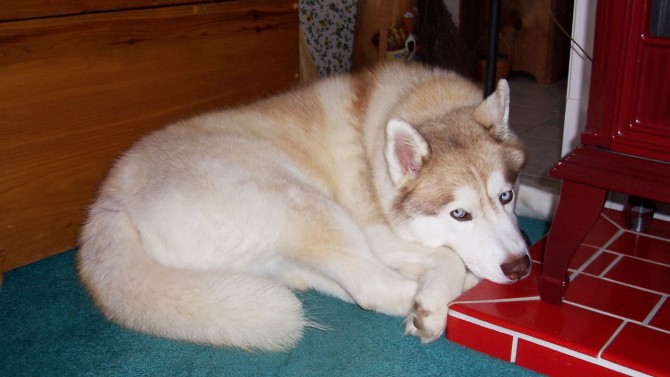 A white Siberian Husky curled up on the carpet