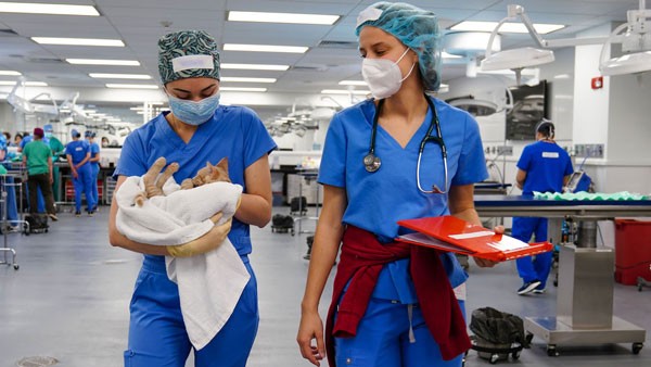 Two veterinary students in scrubs transport a feline patient