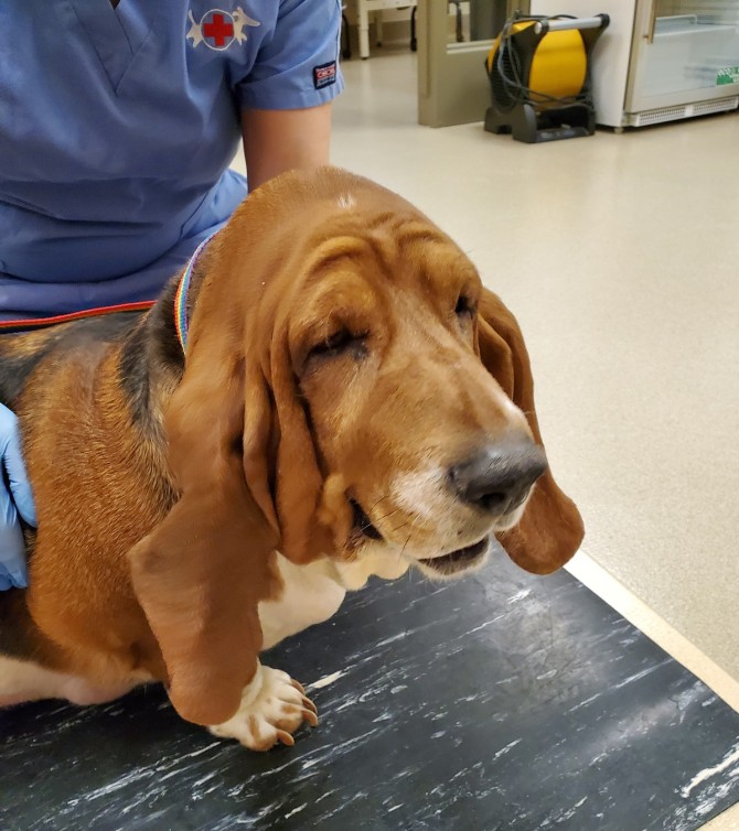 A basset hound seated on an exam table
