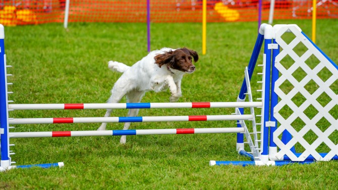 Dog jumping in agility course.