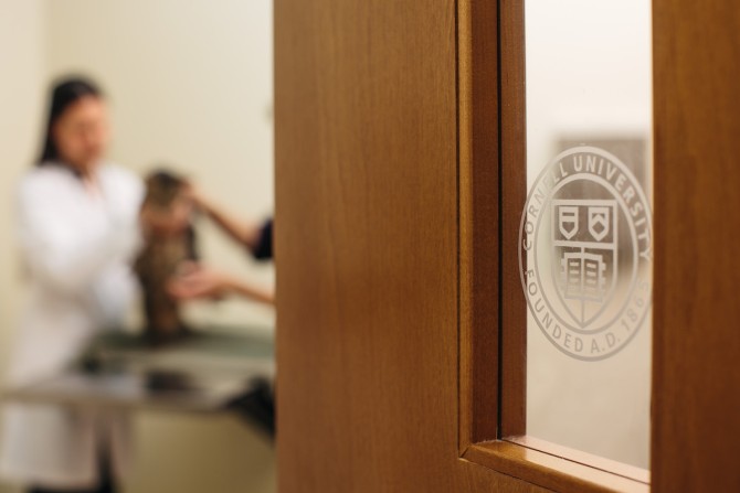 Focus on a Cornell seal on the door to an exam room at Cornell University Veterinary Specialists
