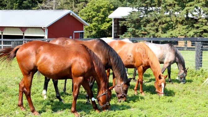 Horses grazing in a field