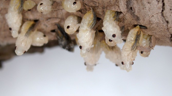 Spotted lanternfly nymphs emerge from egg masses
