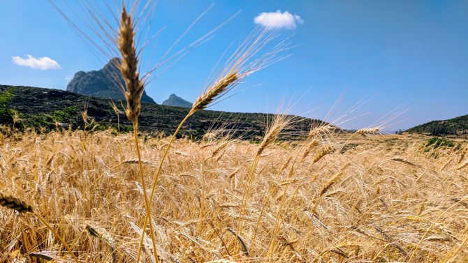 Mixed wheat and barley is ready for harvest in Adwa District, Tigray, Ethiopia.