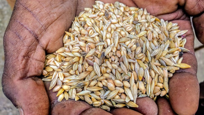 A farmer in Ambasel District, Amhara, Ethiopia holds a mixture of wheat and barley 