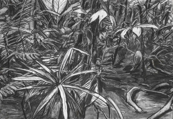 charcoal drawing of leaves on a jungle floor
