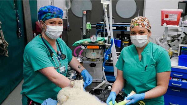 Two LVTs prepping for surgery