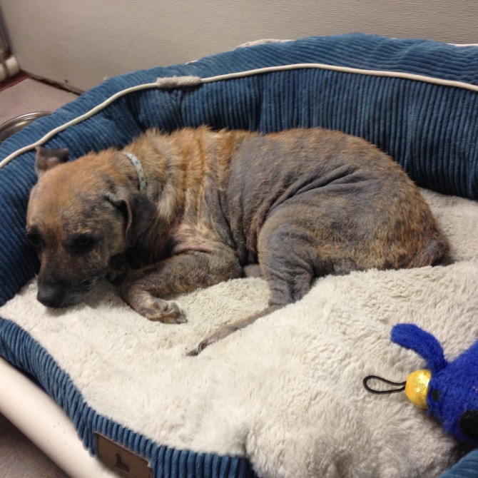A terrier mix afflicted by mange sleeps on a dog bed in a shelter