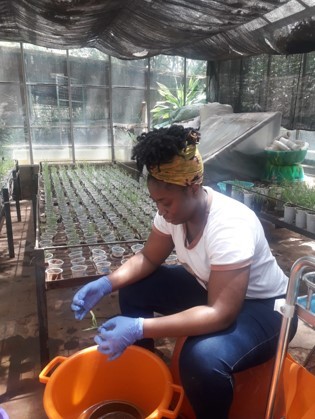 In a greenhouse, Sudan Kariuki sits over an orange bucket and holds a plant in gloved hands.
