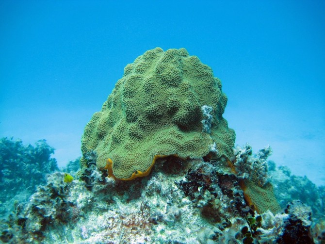 Green sea sponge underwater