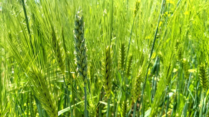 Mixed grains grow in the Republic of Georgia