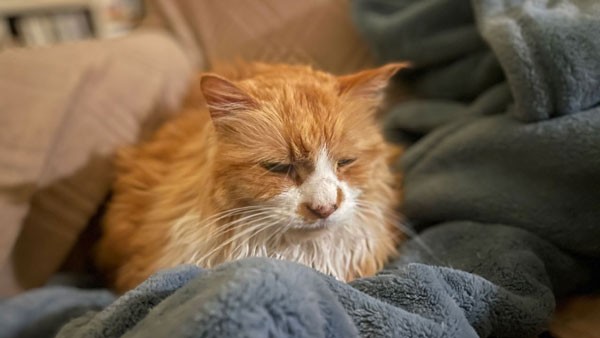 An orange longhaired cat resting on a blanket