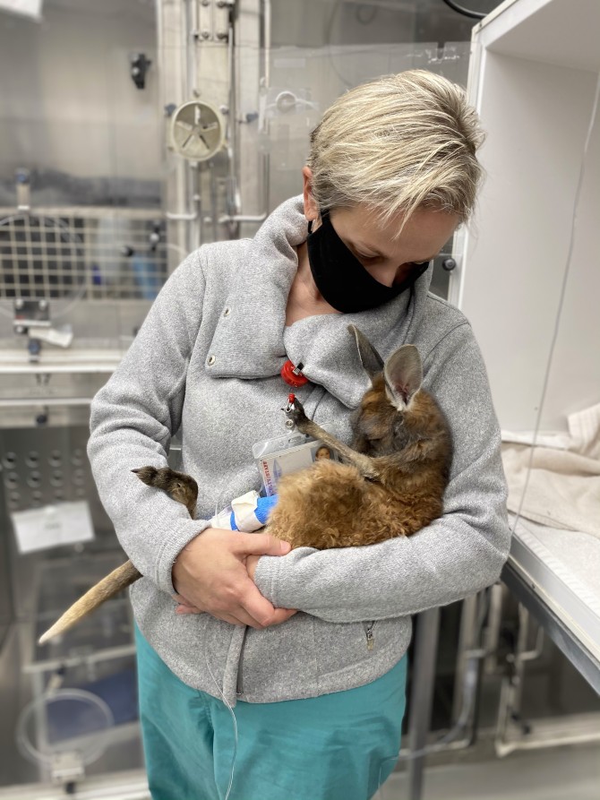 Denise LaLonde-Paul holding a baby kangaroo at veterinary hospital