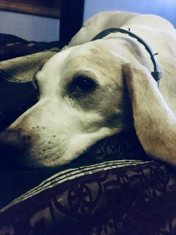Close up of a beagle lying down on a couch