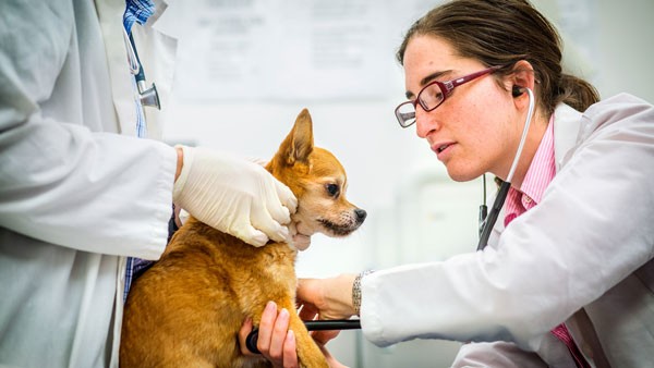 Two veterinary students examine a dog in the Cornell University Hospital for Animals